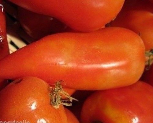 Tomate allongée andine - ♫,
