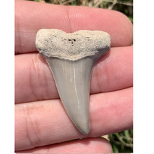 Carcharodon hastalis Extinct