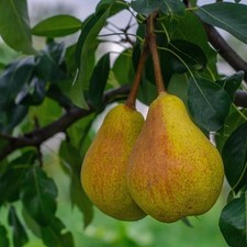 Poirier ancien 'Duc de