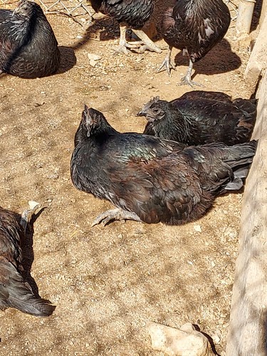 Purebred black ayam cemani - purebred,