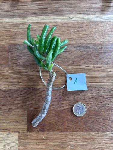 Crassula ovata gollum 1 - gollum, n°1