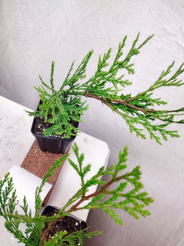 Incense cedar tree small - tree, in