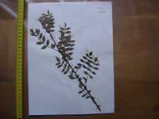 Annees 50 PLANCHE d'HERBIER du Gard Herbarium Planche Naturelle 18