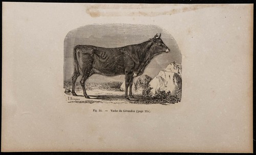 1860 vache gévaudan - 1860,