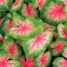 Caladium Tubercule coloré
