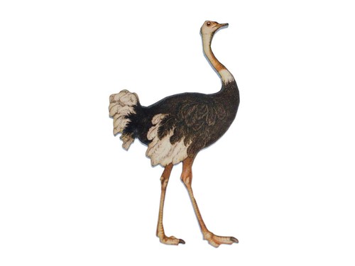 Broche anstecknadel emu - broche,