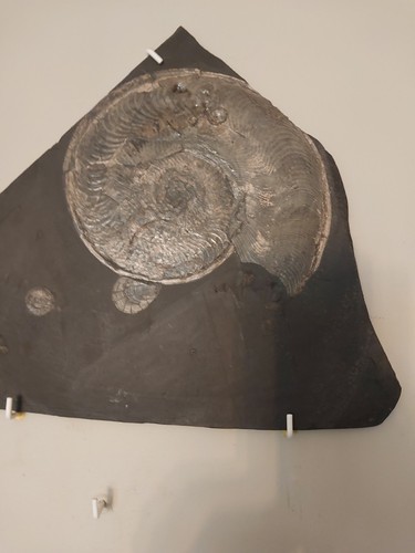 2080g ammonite harpoceras - 2080g.,