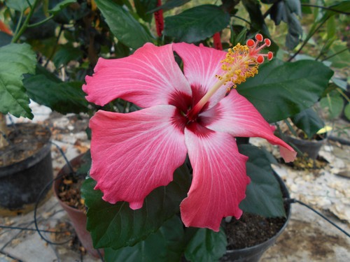 Hibiscus painted lady - painted,