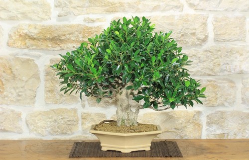 Bonsaï ficus retusa - bonsaï,