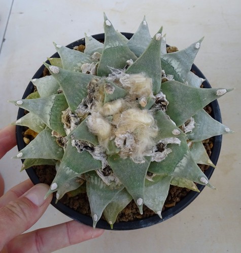 Ariocarpus retusus furfuraceus - retusus,