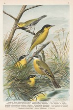 Échasse Schafstelze