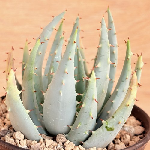 Aloe peglerae pot - pot, cm