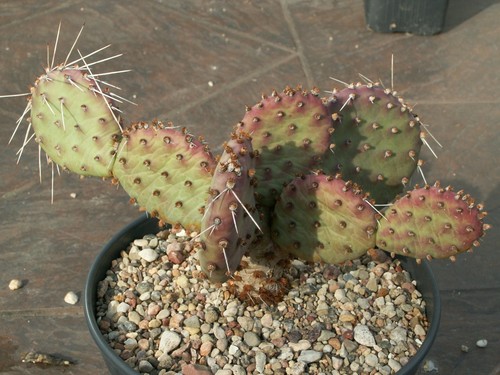 Opuntia wibke chocolate - opuntia, 'wibke'