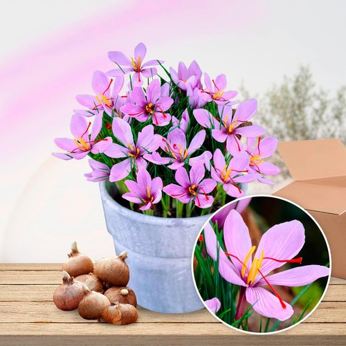 Crocus bulbes rustique - rustique,