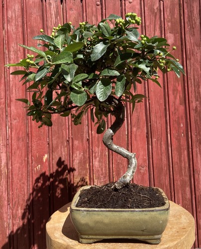 Bonsaï pyracantha coccinea - bonsaÏ,
