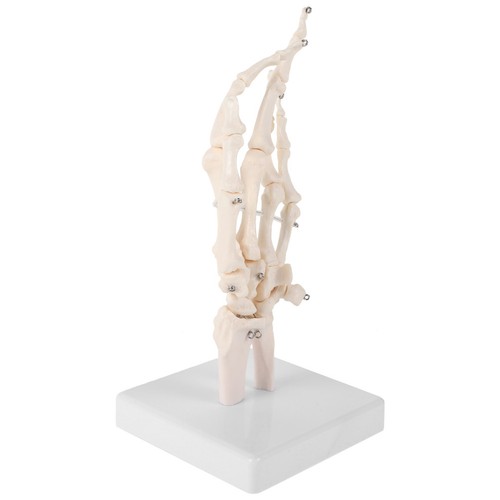 Main articulée modèle - articulée,