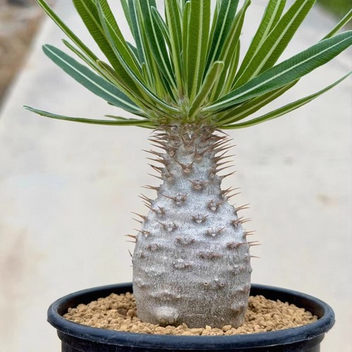 8cm rare live house - 4.8cm, plant