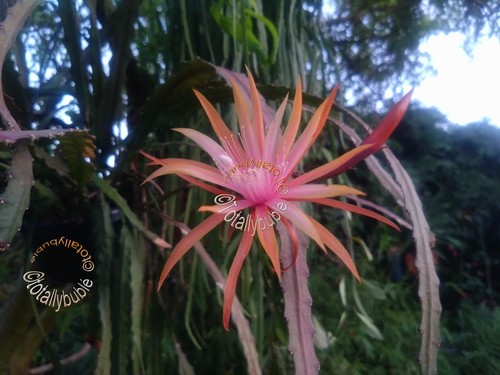 Bouture cutting epiphyllum - bouture,
