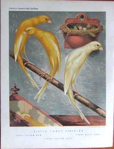 Scotch fancy canaries - "scotch,