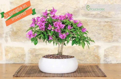 Bonsaï bougainvilliers - bonsaï,