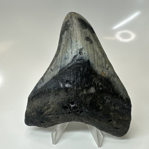 Megalodon shark tooth - shark, 4.16