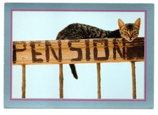 CPM: Tiger cat lying behind a sign marked pension, photo P. Putelat