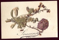 war craft dried flowers. 1916. Ch. Steib . Ecole Normale de Belfort