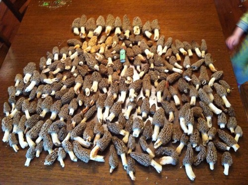 Morel mushroom spores - morel, in