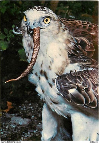 Carte postale animaux - carte,