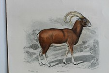 Gravure mammifères BUFFON