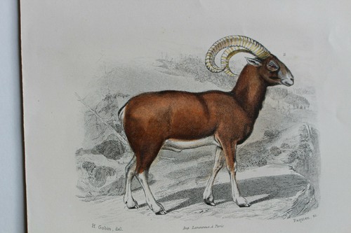 Gravure mammifères buffon - gravure,