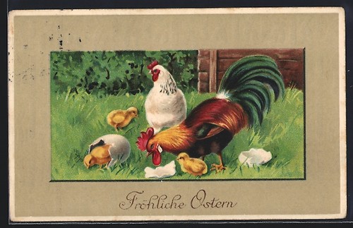 Coq poule avec - coq, et