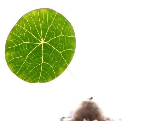Stephania erecta - stephania, |