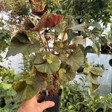 BEGONIA ‘CARELESS WHISPER’