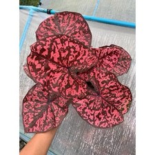 AUTHENTIC Heyna Caladium 1 bulb