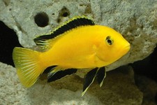 Yellow Labidochromis (Labidochromis caeruleus) - Live Fish
