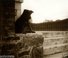 "Antique photo repro print - Chien beauceron ""Strasbourg puppy""