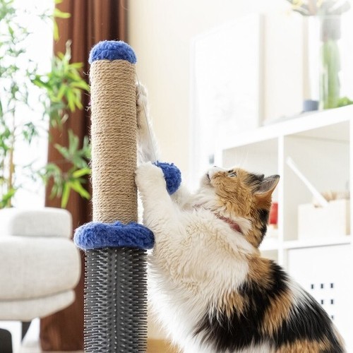 Jeu pour chats - pour, massant