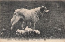 CP SCENES AND TYPES PYRENEES MOUNTAIN DOGS - 56582