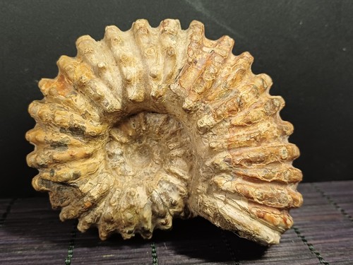 Douvilleiceras mammilatum