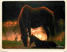 Animals - horses - filly and foal - sunset - new card -