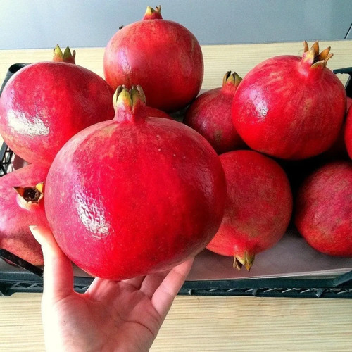 Plante fruitière grenade - plante,