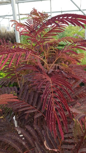 Albizia julibrissin summer - albizia, 'summer