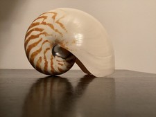 Gros coquillage Nautile