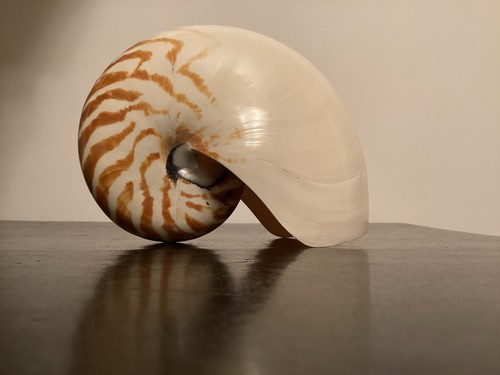 Gros coquillage nautile - coquillage,