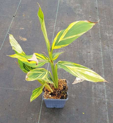 Alpinia zerumbet variegata - alpinia,