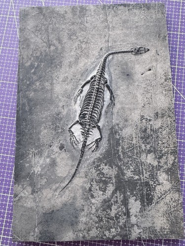 Reptile marin fossile - reptile, marin-🦎fossile