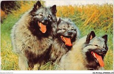 AILP8-0798 - DOG - pointed wolf - ex-keeshound