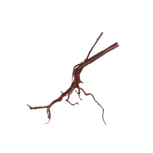 Aquaone racine mangrove red - racine,