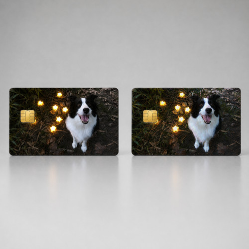 Cute starry border collie dog - collie,